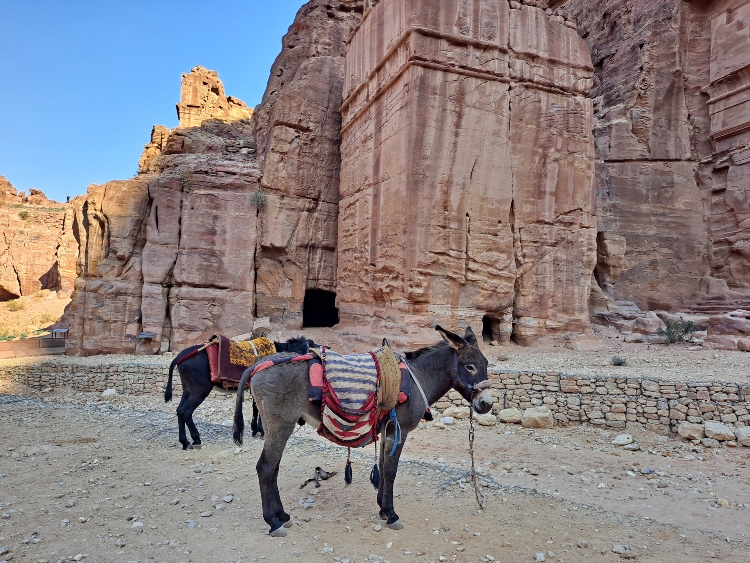 burros Petra