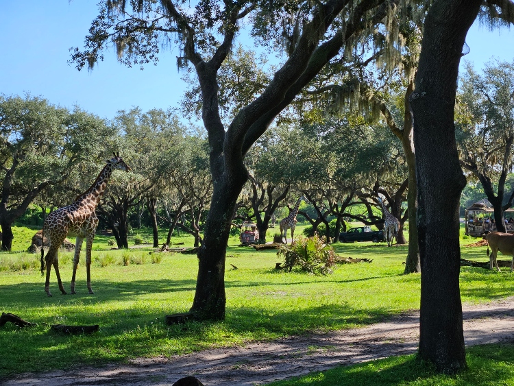 Animal Kingdom safari