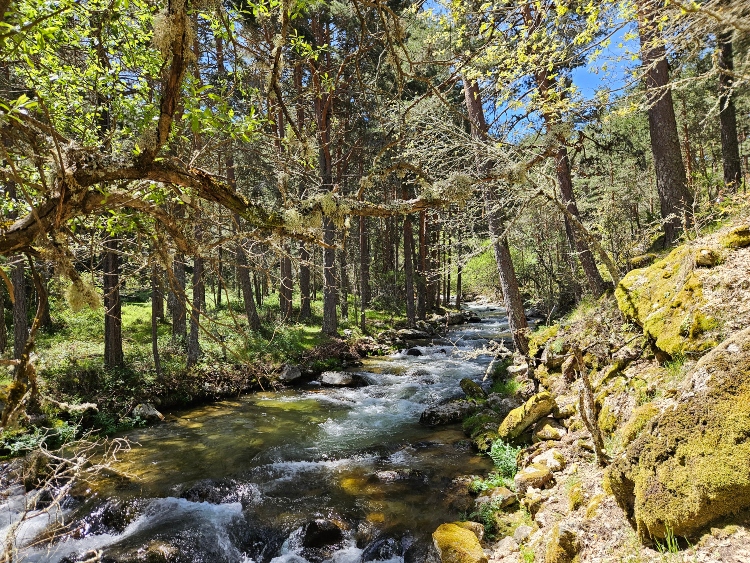 Ruta puente de la angostura