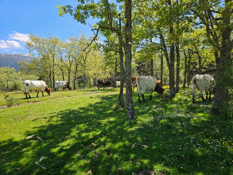 Ruta puente de la angostura